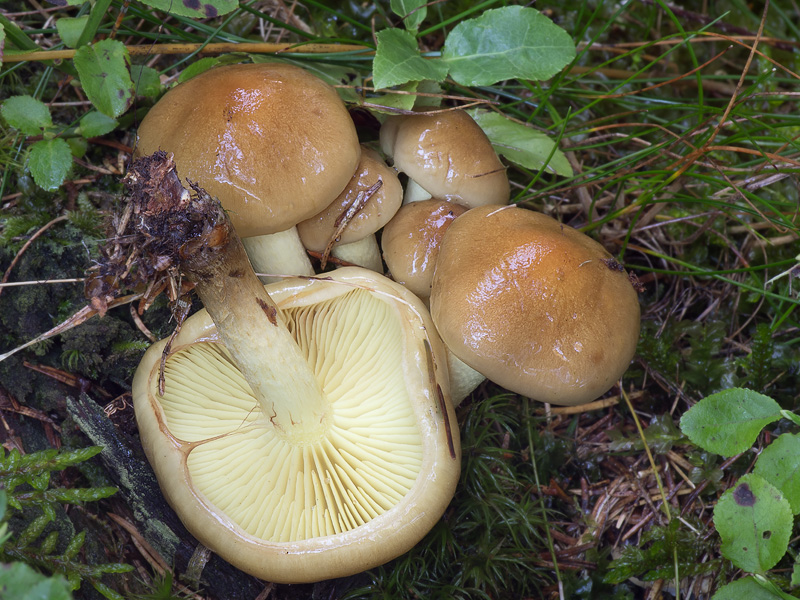 Pholiota spumosa